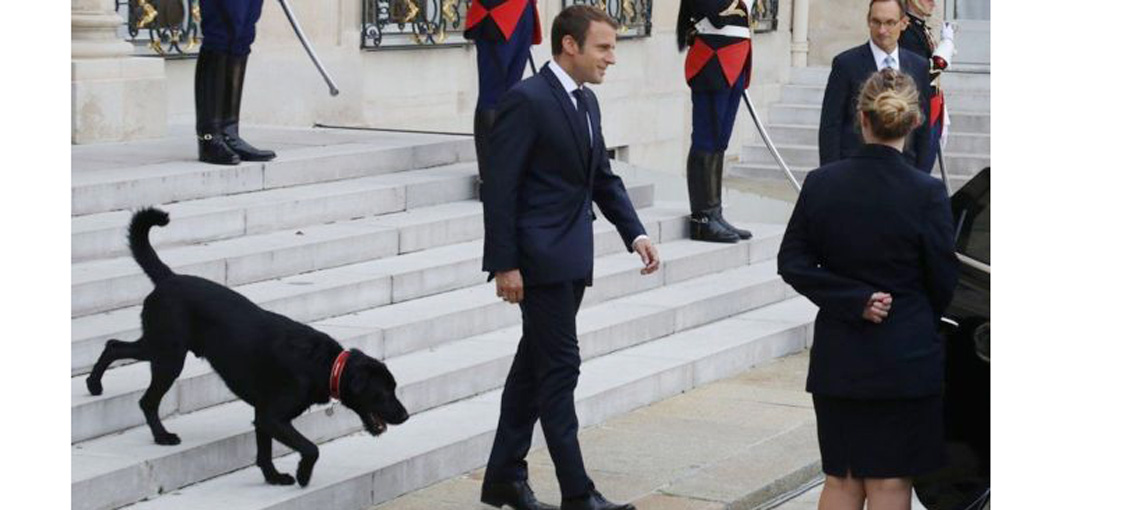   كلب أسود يدعى نيمو.. انضم إلى حاشية الرئيس الفرنسى