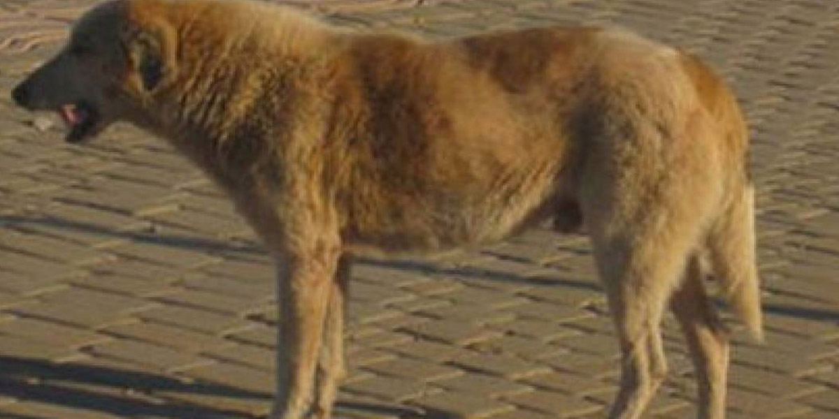   كلب ضال يعقر طفلا في الصف الرابع الإبتدائي بقرية الشعراء بدمياط