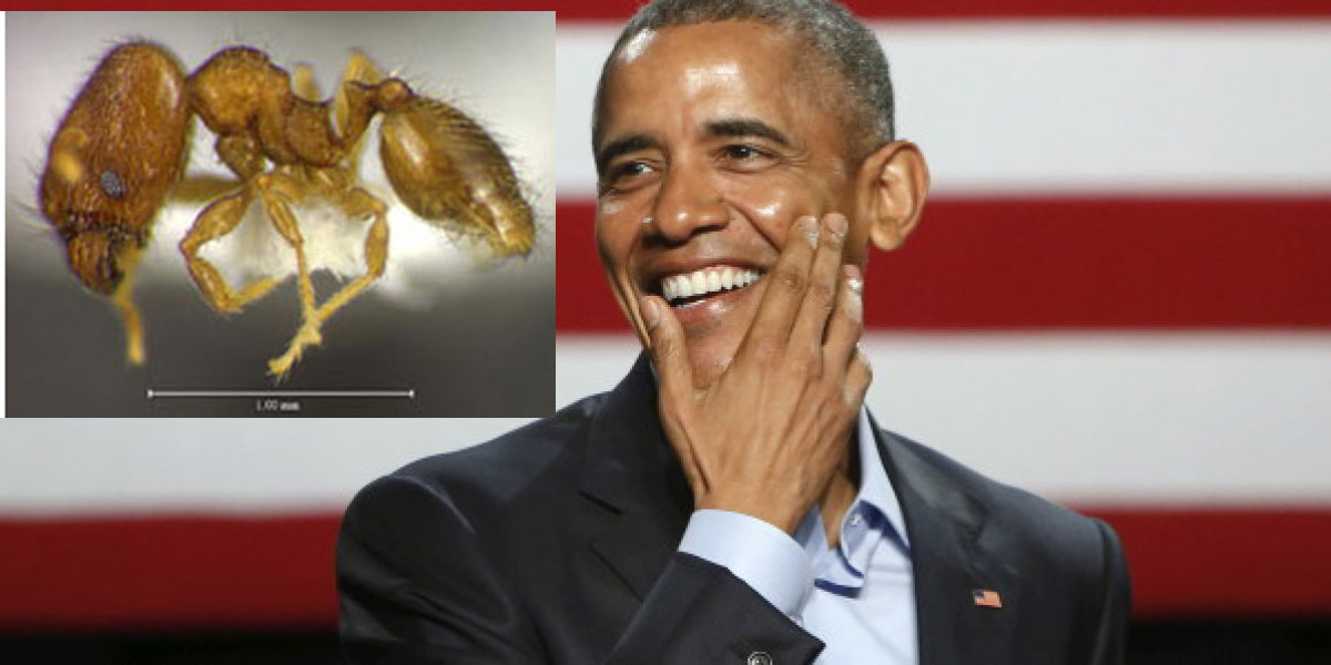    نوع جديد من النمل إسمه «أوباما»