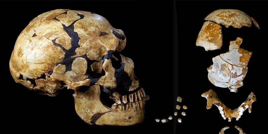   العصور على جمجمة ابن عم الإنسان الذى عاش قبل 35 ألف عام