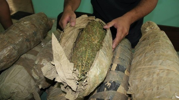   مباحث المخدرات: سقوط عاطل فى «فايد» بحوزته أثنى عشر كيلو جرام من نبات البانجو