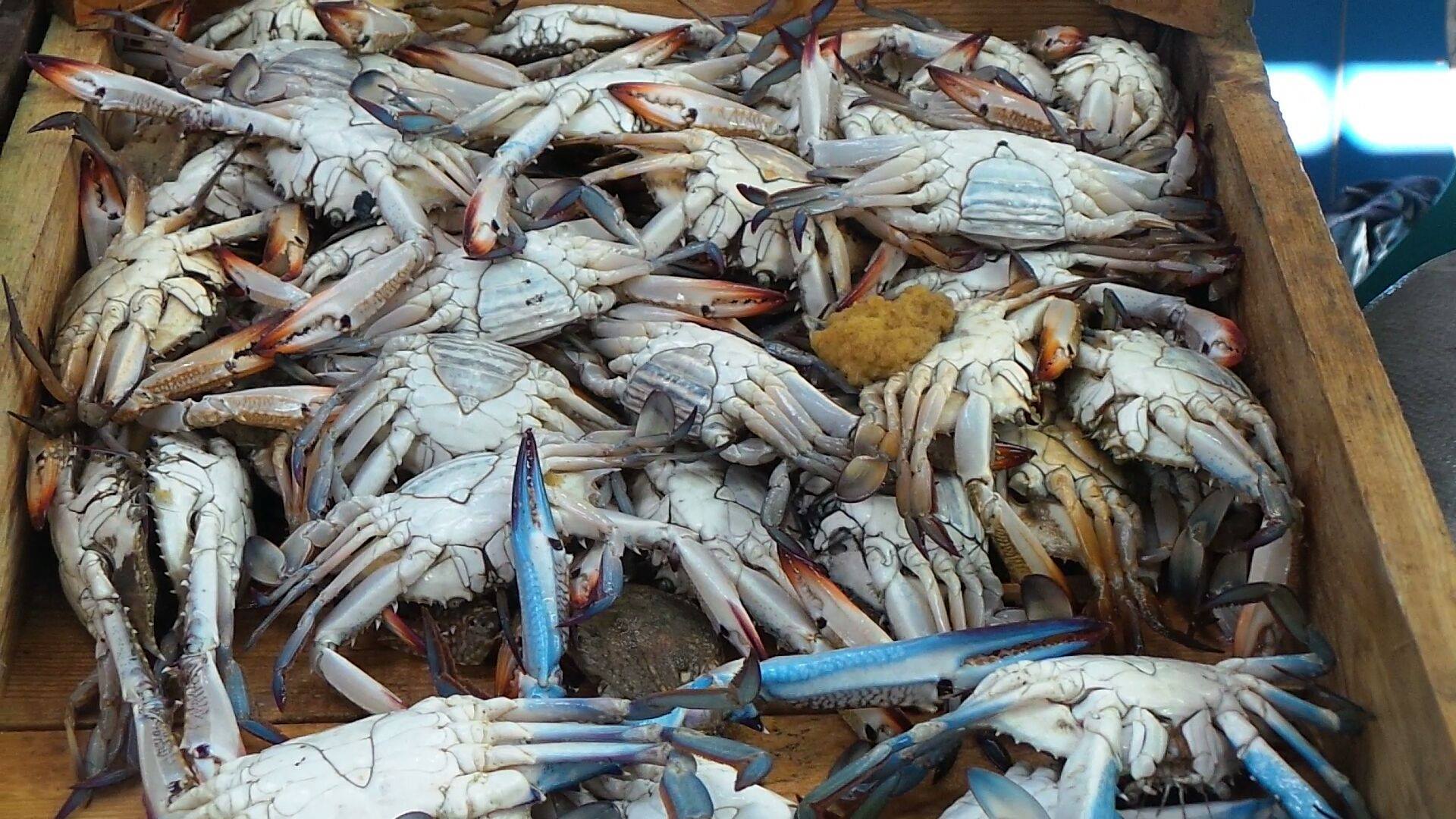   الصحة: إعدام ٧٨٠ كيلو إستاكوزا وأسماك منتهية الصلاحية بشرم الشيخ