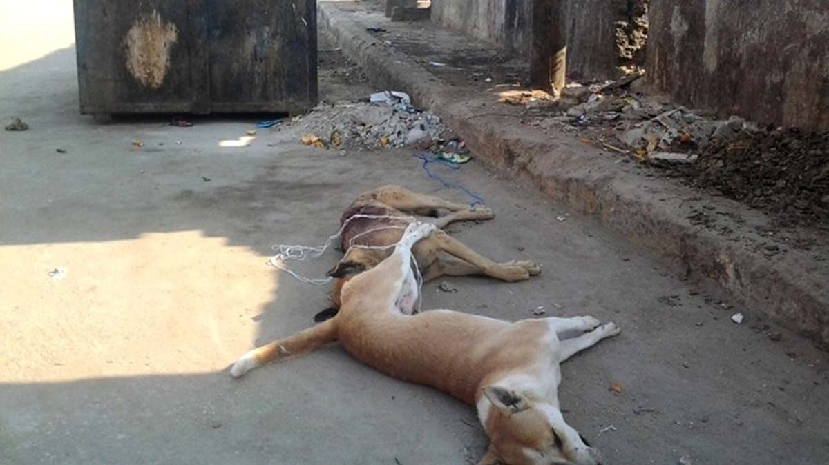   وسائل إعلام أجنبية: «مصر أعدمت 156 كلبا ضالا»