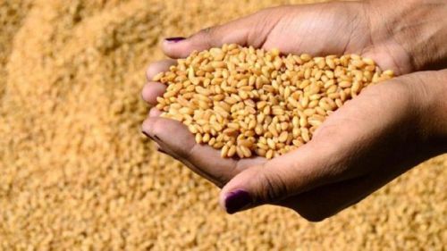   صوامع المنيا تستقبل 169 ألف طن القمح منذ بدء الحصاد