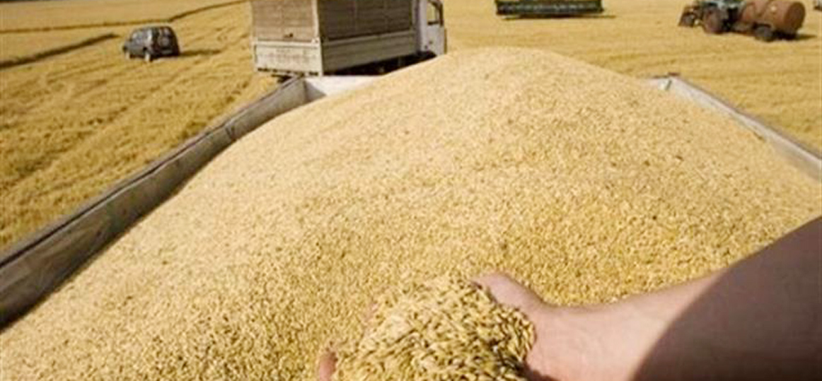   «السلع التموينية» تنفى وقف واردات القمح الفرنسى