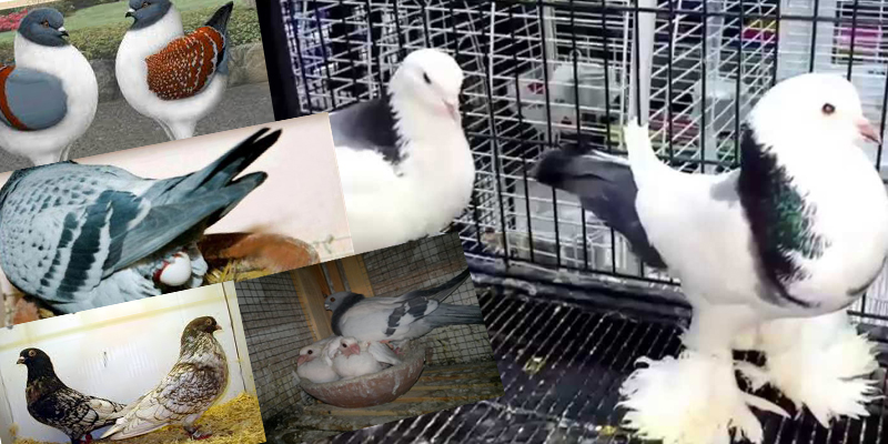   هيثم حلاوة لـ «دار المعارف»: أسباب تؤدى إلى فقد بعض الصفات الوراثية لدي طيور الحمام