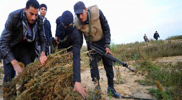   إبادة 5 مزارع مخدرات على 3 أفدنة فى جنوب سيناء خلال 24 ساعة