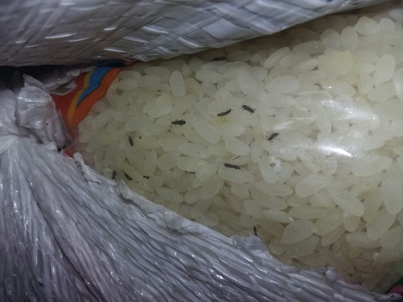   «كارثة».. الهجان: مخازن المجمعات الاستهلاكية بها 115 طنا أرز غير صالحة للاستهلاك الآدمي