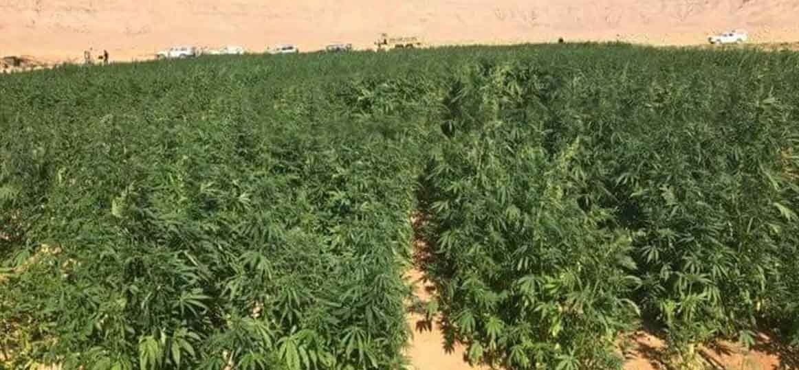   الداخلية تقتحم 83 مزرعة مخدرات وتضبط 36 طن بانجو في جنوب سيناء