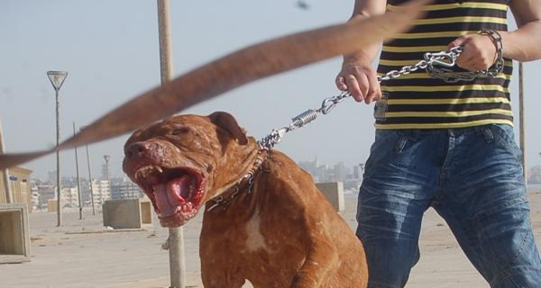   الكلاب الشرسة سلاح «السلطى» لإرهاب المواطنين وترويج المخدرات بالقليوبية
