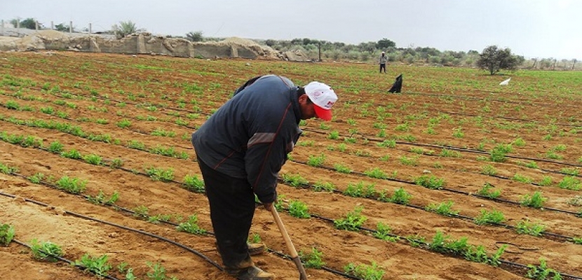   «الزراعة» تنتهي من توثيق 31 عقدا نهائيا لمنتفعي الإصلاح الزراعي في 9 محافظات