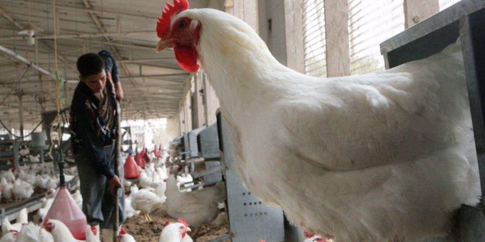   تحصين 113 ألف رأس ماشية من الحمى القلاعية و8 مليون طائر ضد إنفلونزا الطيور بالقليوبية