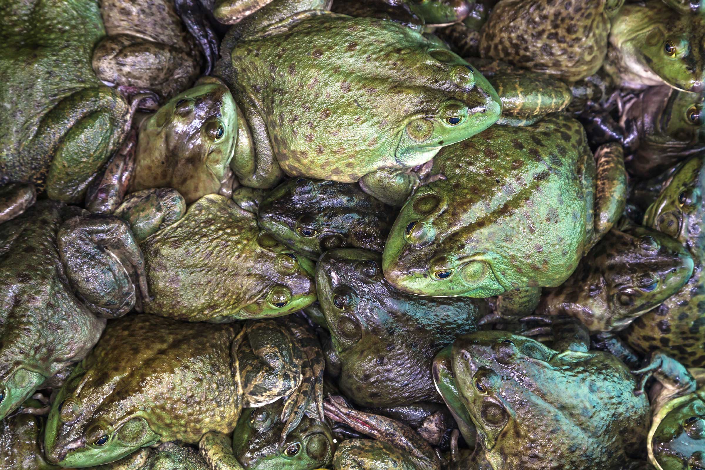   صورة| وزير الزراعة يصدر قرارا بصيد وتصدير الضفادع الحية
