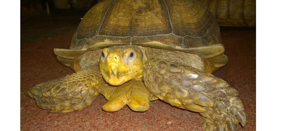   فشل خطة هروب زوج من السلاحف فى حديقة حيوان روسية