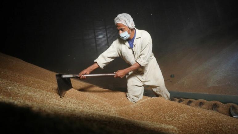   احتياطى مصر من القمح يكفى حتى منتصف مايو المقبل
