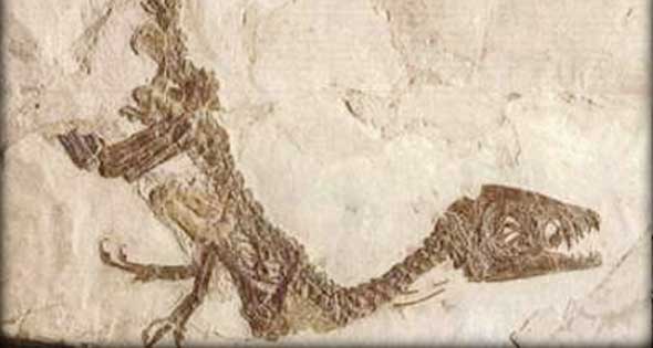   عالم حفريات يحكي قصة ديناصور المنصورة