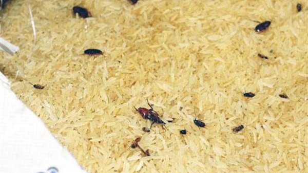   ضبط 5 أطنان «أرز مسوس»  قبل توزيعها بالقليوبية