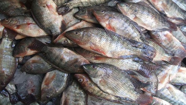   ضبط 860كيلو أسماك مجهولة المصدر بـ«ثلاجة» غير مرخصة فى كفر الشيخ