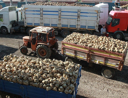   جورجيا توقف استيراد البطاطس من تركيا
