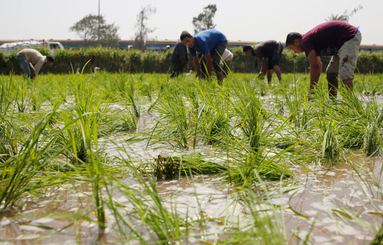   تعديلات قانون الزراعة وجدل.. أزمة المياه وزراعة الأرز وحبس الفلاح