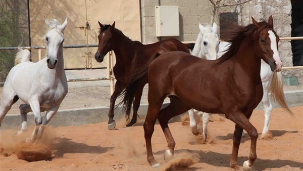   «الزراعة»: تصدير دفعة جديدة من الخيول المصرية إلى الاتحاد الأوروبي