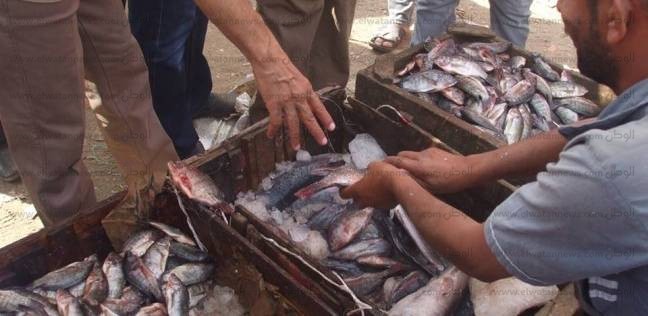   ضبط أسماك وبيض غير صالحا في كفر الشيخ