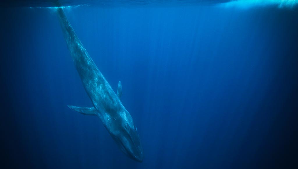   أمل إبراهيم تكتب: حكاية «الحوت الأزرق»