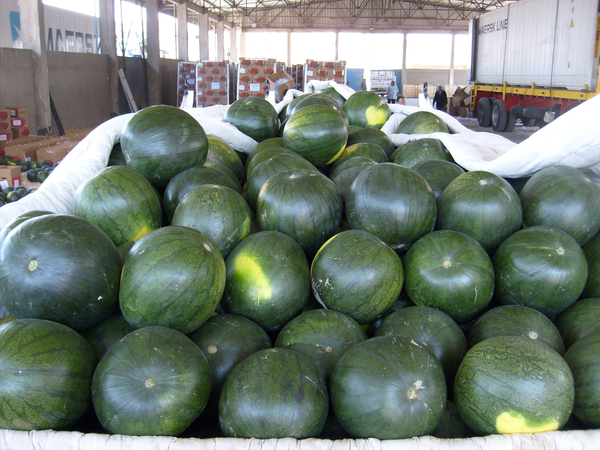   نقيب الفلاحين: الإسراف في استخدام الأسمدة وراء تلوث سمعة «البطيخ»