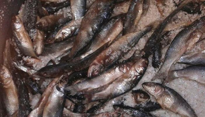   بيطري المنيا يضبط 103 كيلو من الأسماك المملحة غير صالحة للاستهلاك الآدمى