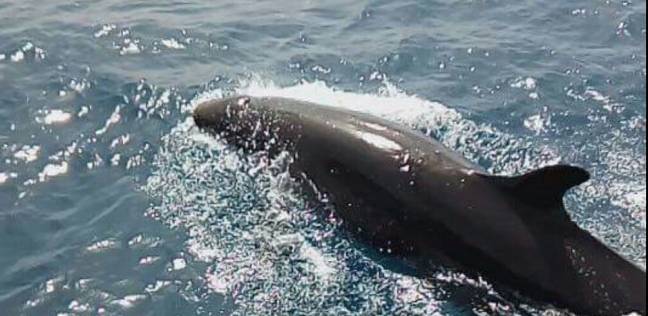   وزير البيئة يوجه برصد ظهور الحوت الأزرق بمياه البحر الأحمر