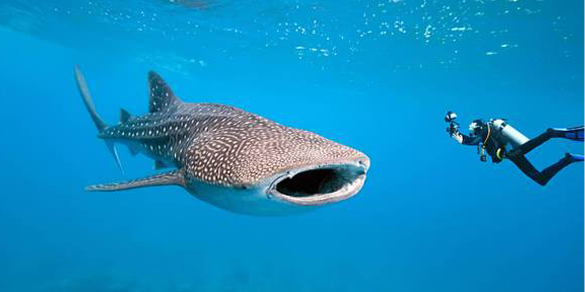    «القرش الحوتي» يظهر فى جنوب الغردقة.. حدث يشجع السياحة
