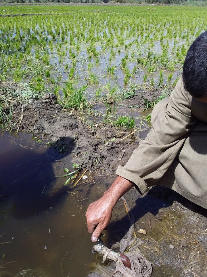   بالصور| قطع المياه عن المزارعين المخالفين لزراعة الأرز بكفر الشيخ