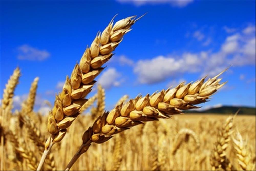   وزير التموين: سوف نسعّر الأرز والذرة والقمح بأسعار جديدة