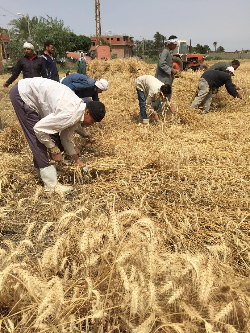   «الزراعة» تعلن نجاح منظومة تقاوي القمح الجديدة في زيادة الإنتاجية