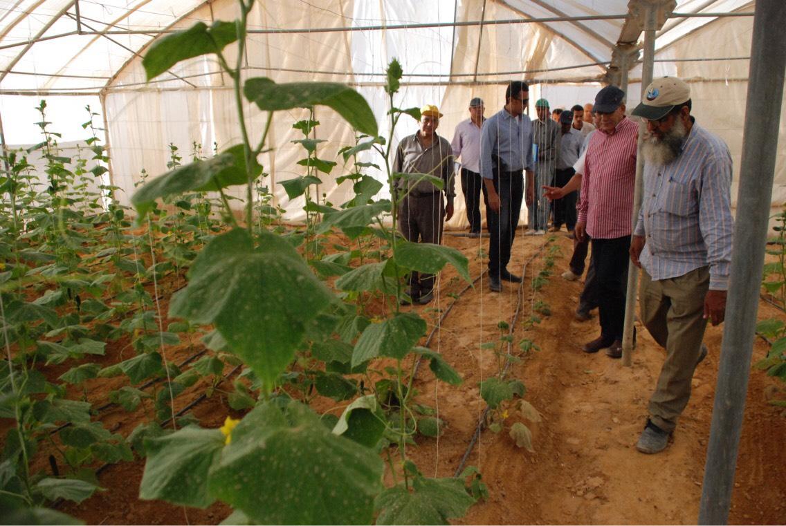   صور|| «الزراعة»: افتتاح المرحلة الأولى من مشروع الـ 20 ألف فدان بغرب غرب المنيا في 30 يونيو
