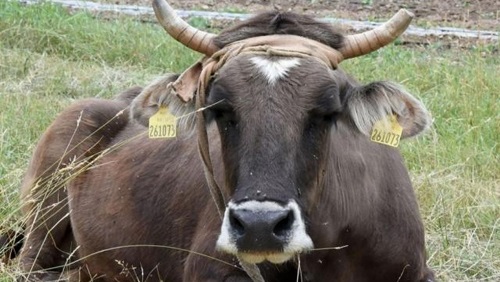   البقرة «بينكا» تكسب تعاطف العالم.. وتنجو من الإعدام