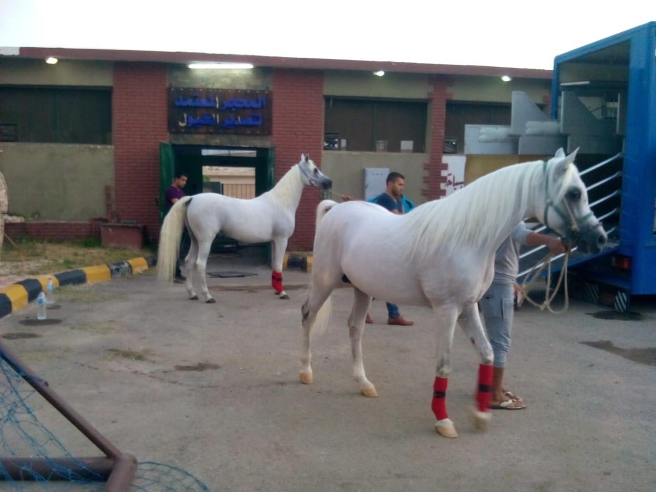   نائب وزير الزراعة: ارتفاع صادرات الخيول العربية إلى 47 حصانًا..وترتيب منظومة الخيول أولوية التطوير