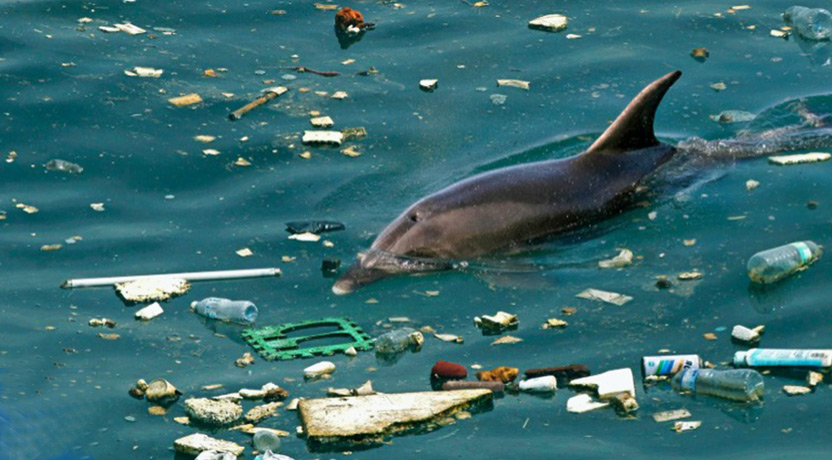   موت «حوت طيار» فتح القضية مجددا.. «البلاستيك» خطر يداهم الكائنات البحرية