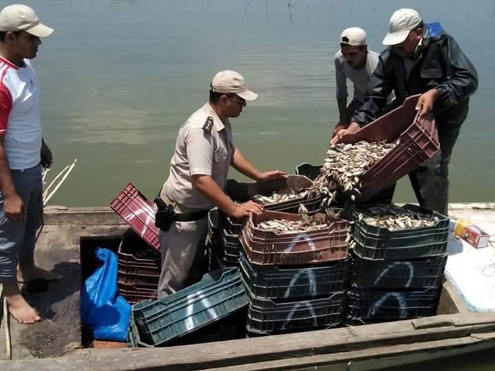   ضبط قوارب الصيد غير المرخصة في كفر الشيخ