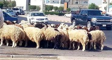   اضبط خروفًا.. تحرير مخالفة لـ 50 خروفًا بنجع حمادى «مشوا فى الممنوع»