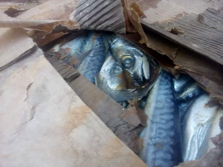   ضبط كميات كبيرة من أسماك «ماكريل» فاسدة في ثلاجة بطريق «المعاهدة» في أبوصوير 
