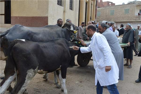    «بيطري كفر الشيخ»: تحصين 78 ألف و 971 رأس ماشية ضد أمراض الحمى القلاعية وحمى الوادي المتصدع 