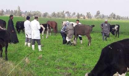   استعدوا .. حملة قومية لتحصين الماشية ضد الحمى القلاعية وحمى الوادي المتصدع بالإسماعيلية