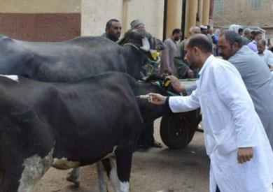   محافظ كفر الشيخ يتابع تحصين المواشى ضد جدري الماشية والضأن