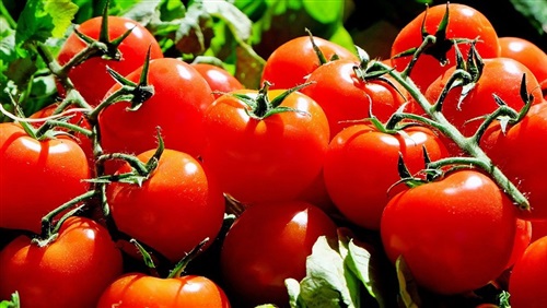   الزراعة توصى بوقف استيراد بذور الطماطم «023F1»