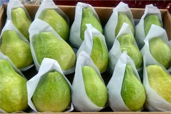   «الزراعة»: رفع الحظر عن صادرات الجوافة المصرية إلى السعودية