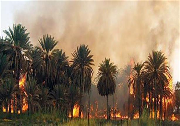   النيران تلتهم مزارع النخيل في المعصرة بالوادى الجديد