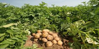   قرار يوسف والي يحل أزمة ارتفاع البطاطس والخضراوات