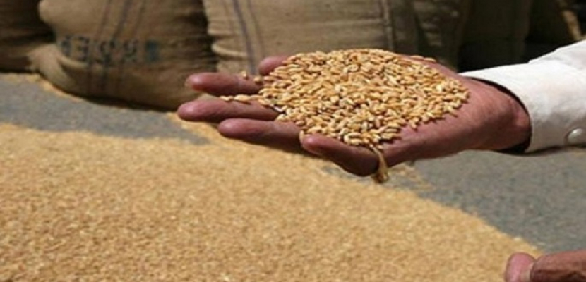   توريد 4401 طن من القمح للصوامع والشون بقنا