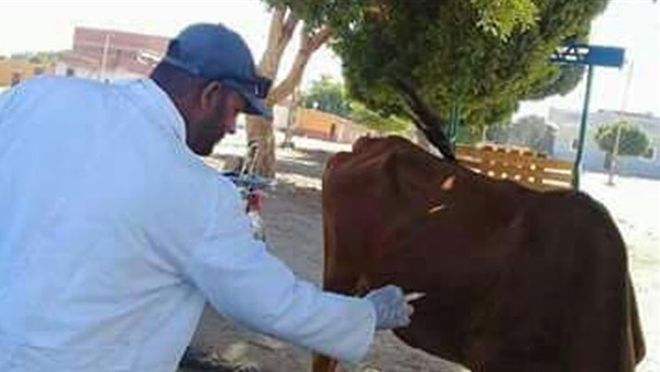   تحصين 21 ألف رأس ماشية بقرى المنيا ضمن الحملة القومية